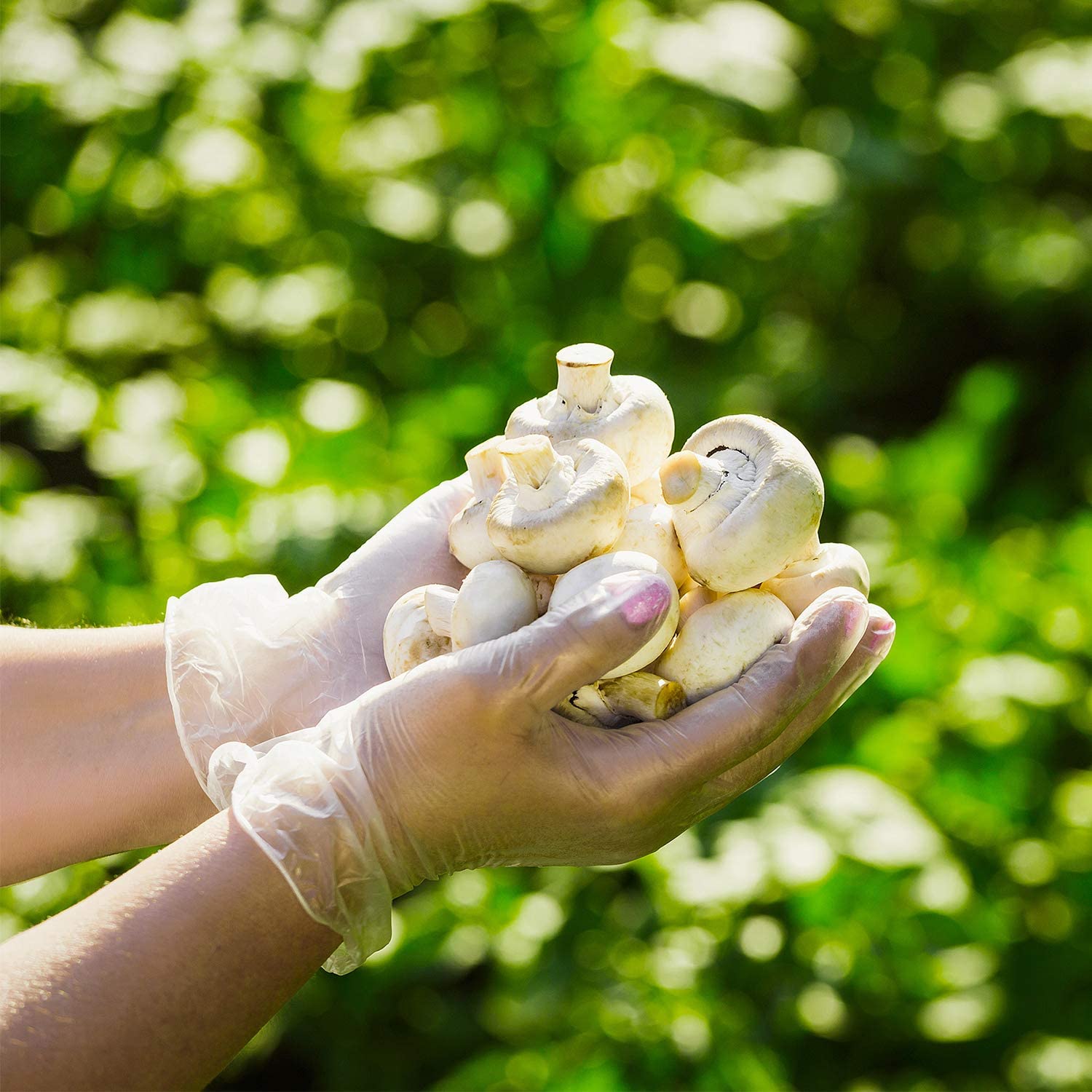 Guante de vinil desechable transparente sin polvo - Imagen 5